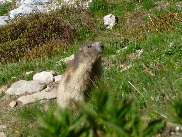 marmotte.JPG